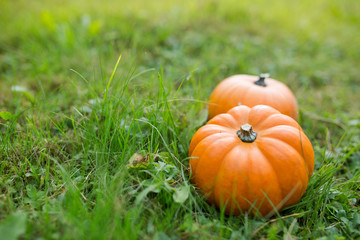 Pumpkin season is starting: Fresh and organic pumpkins of different kinds, symbol of upcoming autumn and thanksgiving