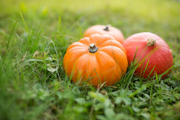 Pumpkin season is starting: Fresh and organic pumpkins of different kinds, symbol of upcoming autumn and thanksgiving