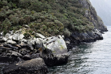 Seals relaxing at Seal Rock (Milford Sound, New Zealand, South Island)