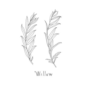 Hand drawn willow twigs. Graphic sketch. Vector.