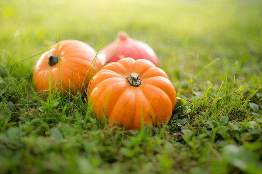 Pumpkin season is starting: Fresh and organic pumpkins of different kinds, symbol of upcoming autumn and thanksgiving
