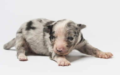 3 days old crossbreed puppy isolated on white