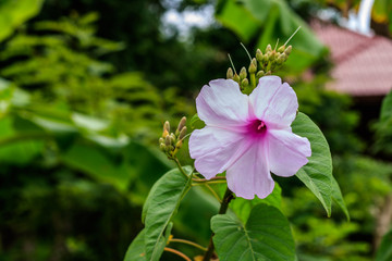 Obraz premium Beautiful purple flower in the garden