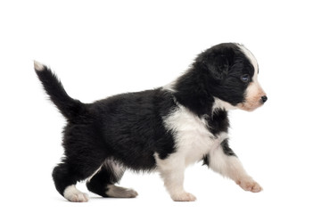 Fototapeta premium Side view of a crossbreed puppy walking isolated on white
