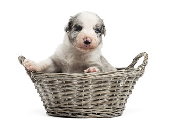 21 day old crossbreed puppy in a basket