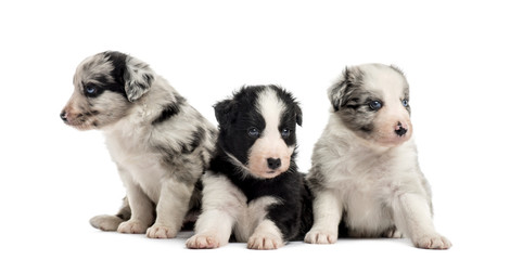 Group of puppies sitting isolated on white