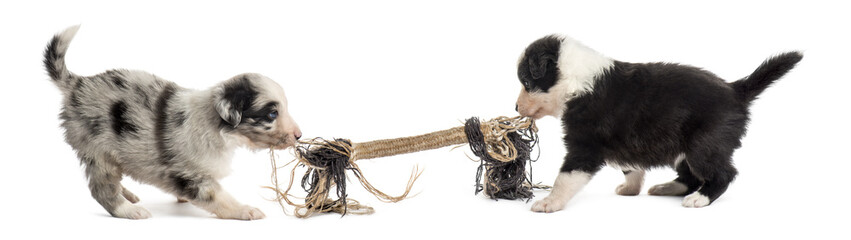 Two crossbreed puppies playing with a rope isolated on white