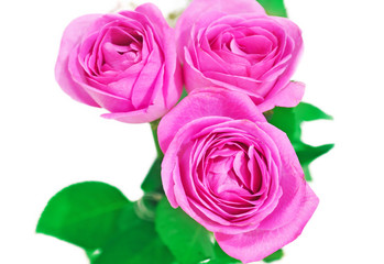 close up of blooming pink roses