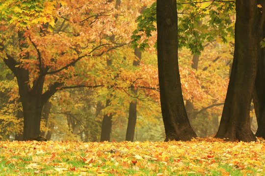 gold colored trees in a park full of autumn leaves