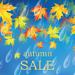 Fototapeta na wymiar Autumn banner with raindrops and leaves of maple