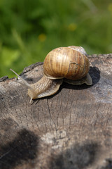 A common garden snail climbing on a stump.