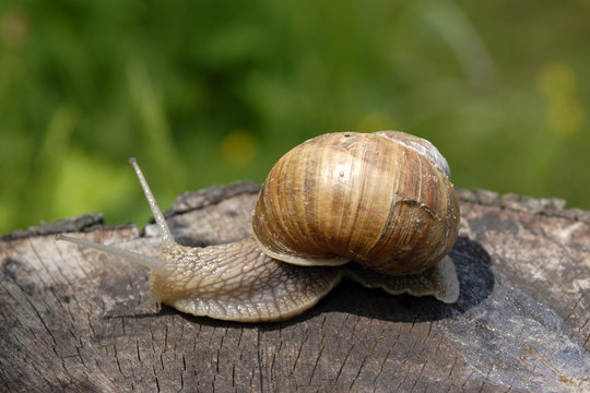 A common garden snail climbing on a stump.