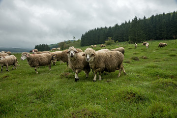 Sheep grazing on a meadow