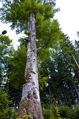 Fototapeta premium Tree trunk, old green, vertical photo