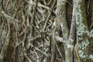 Fototapeta premium Ruin of abandoned building covered with roots on Ross Island. An