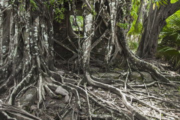 Ruin of abandoned building covered with roots on Ross Island. An