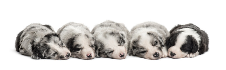 Fototapeta premium Group of crossbreed puppies sleeping isolated on white