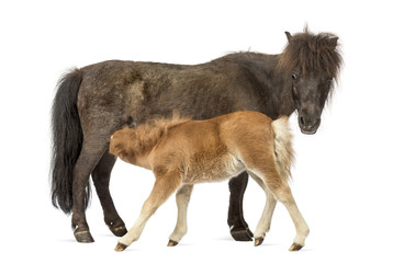 Fototapeta na wymiar Mother poney and her foal feeding isolated on white