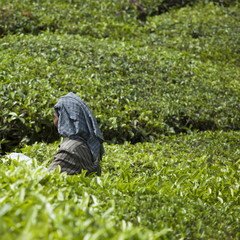 Woman picking tea leaves in a tea plantation, Munnar, India