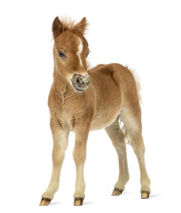 Fototapeta premium Side view of a poney, foal facing against white background