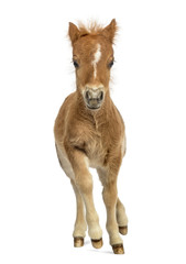 Young poney, foal trotting against white background