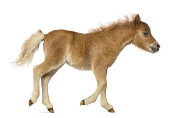 Naklejka na ściany i meble Side view of a poney, foal trotting against white background