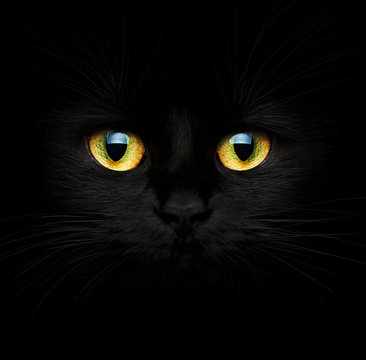 Black cat closeup
