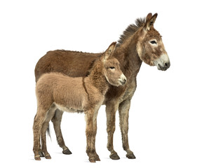 Naklejka na ściany i meble Mother provence donkey and her foal isolated on white