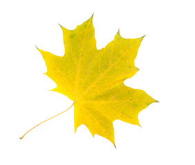 Obraz premium autumn leaves isolated on white