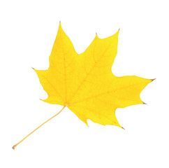 autumn leaves isolated on white