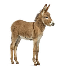 Side view of a Provence donkey foal isolated on white