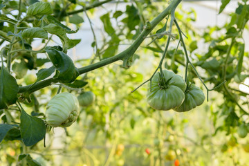 Tomato plant with fresh green tomatoes in the greenhouse