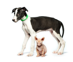 Cute puppy greyhound and kitten don sphynx on a white
