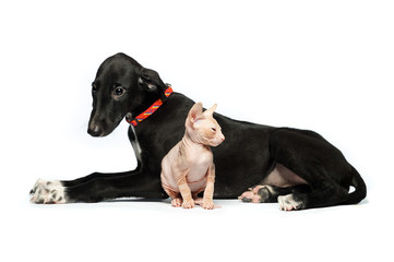 Cute puppy greyhound and kitten don sphynx on a white