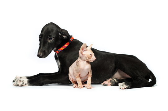 Cute Puppy Greyhound And Kitten Don Sphynx On A White