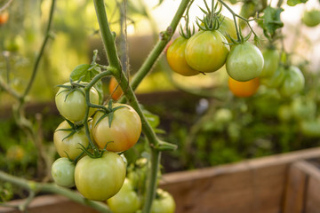 Tomato plant with fresh green tomatoes in the greenhouse