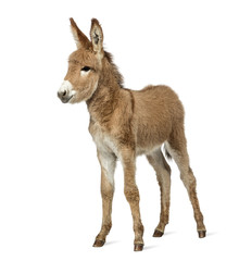Provence donkey foal isolated on white