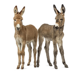 Two young Provence donkey foal isolated on white