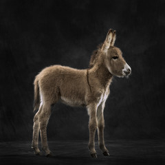 Side view of a provence donkey foal against black background