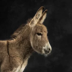 Tableaux sur verre Âne Close up of a provence donkey foal against black background