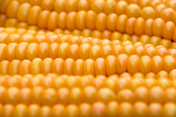 Mais (Zea mays) close-up