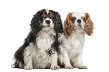 Two Cavalier King Charles Spaniels, sitting together
