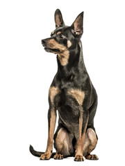 German Pinscher, 2 years old, isolated on white