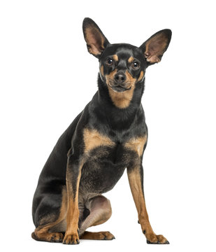 German Pinscher, 2 years old, isolated on white
