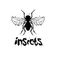 Insects, flies, unsanitary. Hand draw. Black on white, lettering. Flat design vector illustration.