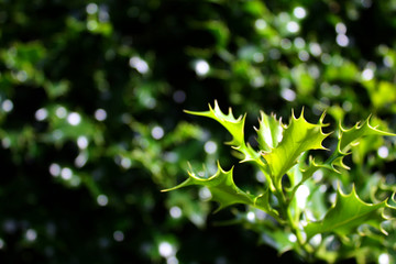 Fototapeta na wymiar Green twig of holy bush (ilex aquifolium), can be used asi winter background