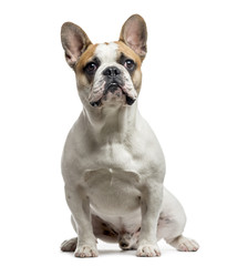 French Bulldog, 9 months old, isolated on white