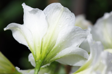 Fototapeta premium white amaryllis flower