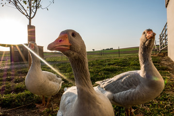 Gänse © focus finder