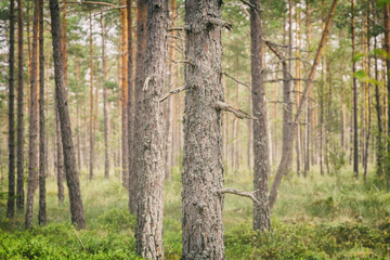 Forest trees background